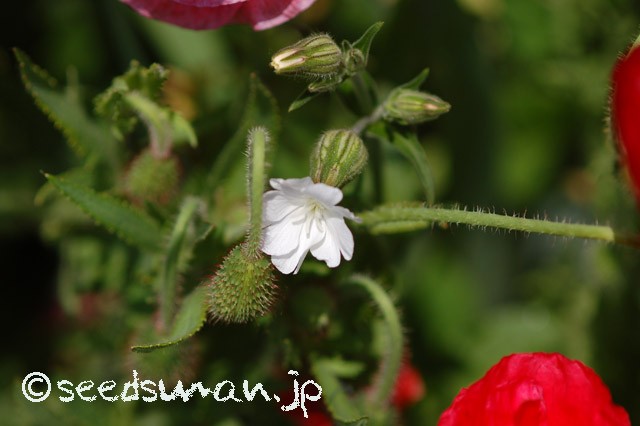 silene_latifolia_ssp_alba_20150515