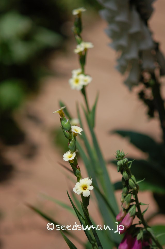 sisyrinchium_striatum_20150517