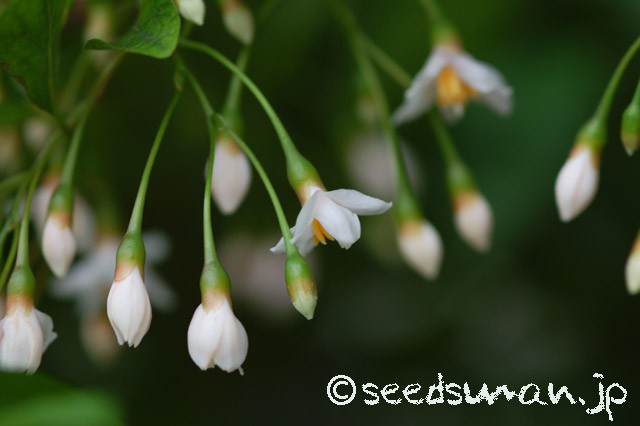 styrax_japonica_f_rubicalyx_20150512_1