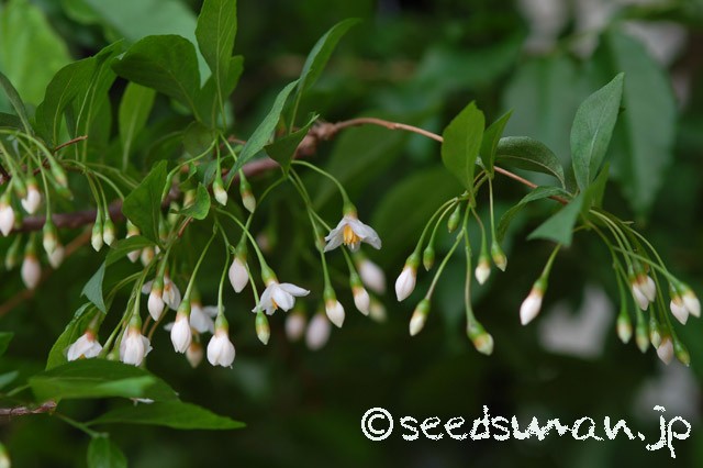styrax_japonica_f_rubicalyx_20150512_2