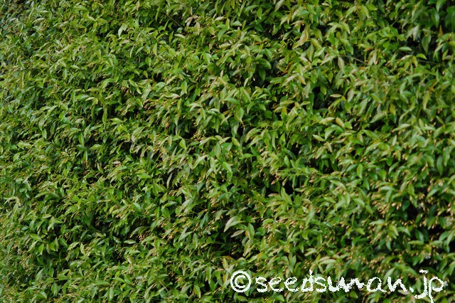 trachelospermum_asiaticum_20150508_1