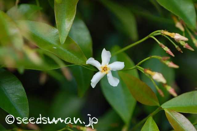 trachelospermum_asiaticum_20150508_2