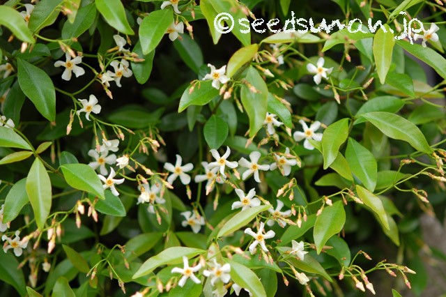 trachelospermum_asiaticum_20150509