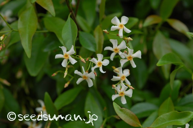 trachelospermum_asiaticum_20150512_1