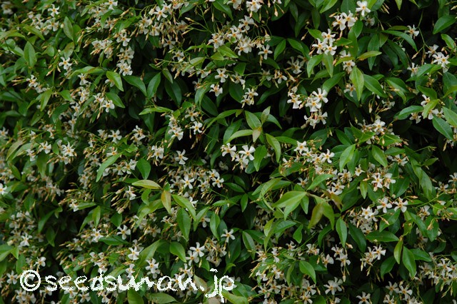 trachelospermum_asiaticum_20150512_2