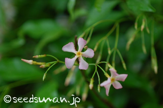 trachelospermum_asiaticum_P_20150516_1