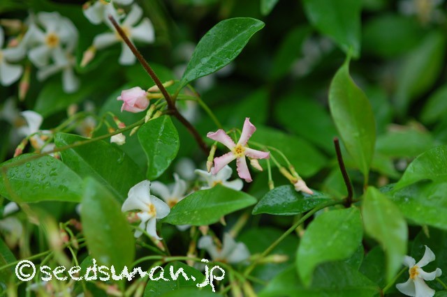trachelospermum_asiaticum_P_20150516_2