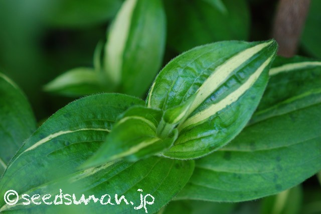 tricyrtis_hirta_20150503