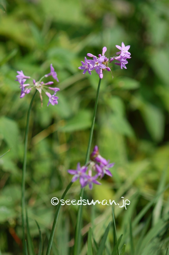 tulbaghia_violacea_20150515