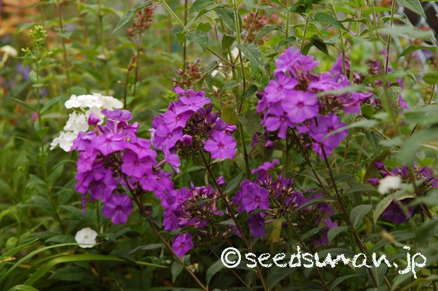 Phlox_BlueParadise_20150616