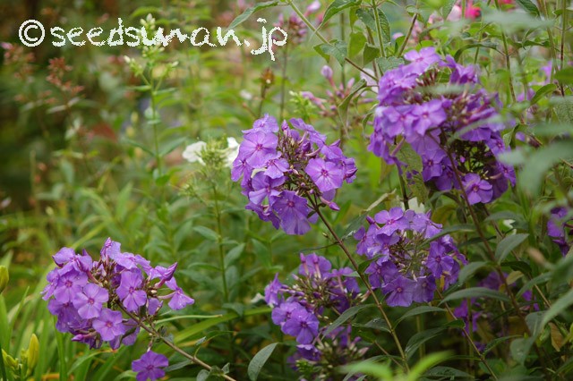 Phlox_BlueParadise_20150619