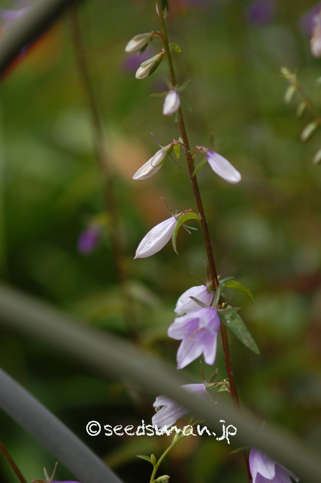 adenophora_potaninii_20150604_1