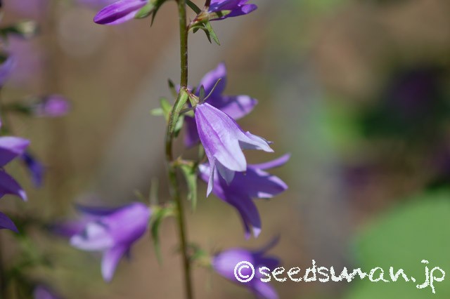 adenophora_potaninii_20150604_2