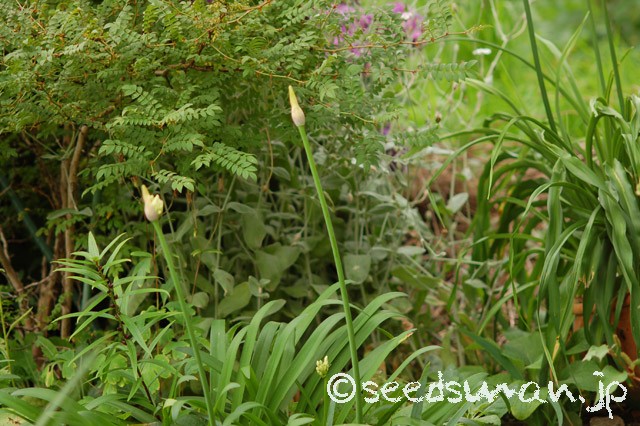 agapanthus_campanulatum_WhiteForm_20150621