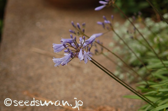 agapanthus_sp_20150618