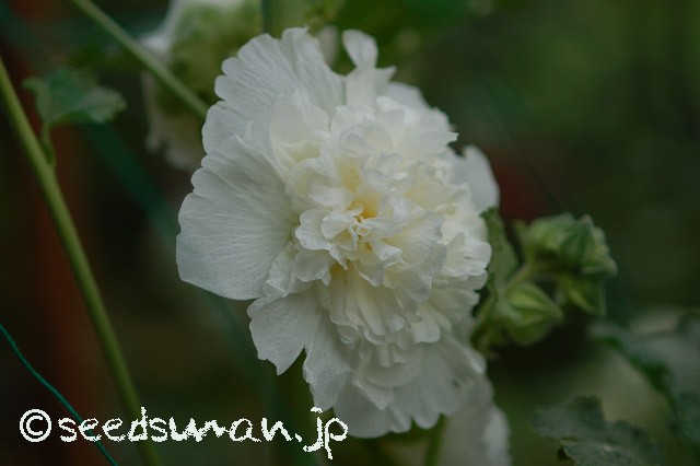 alcea_rosea_ChatersDoubleIcicle_20150602