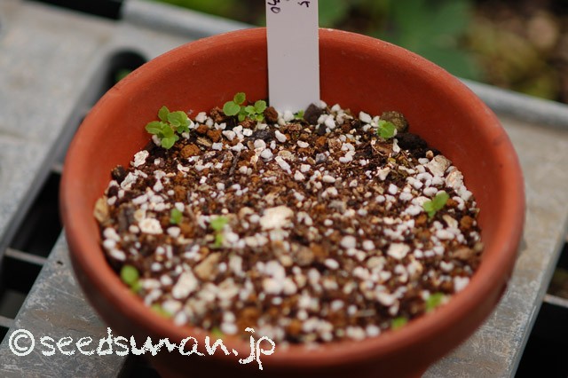 campanula_laciflora_20150621