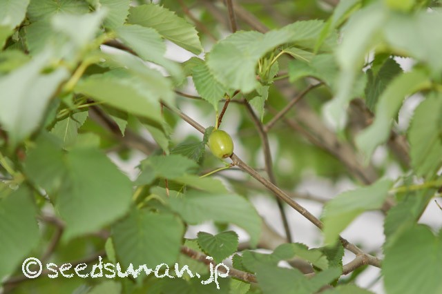 davidia_involucrata_20150621