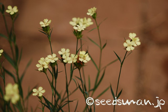 dianthus_knappi_20150611
