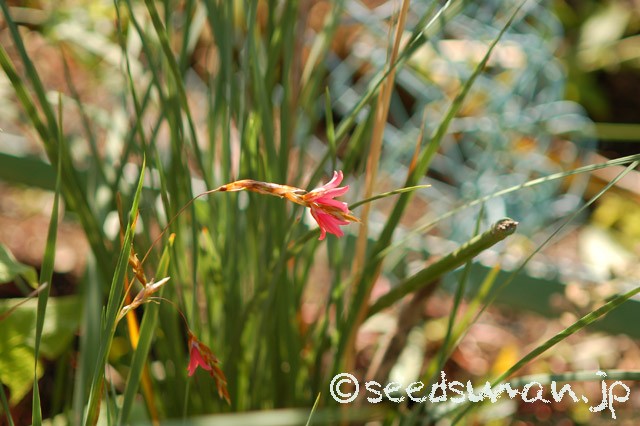 dierama_Puck_201506210