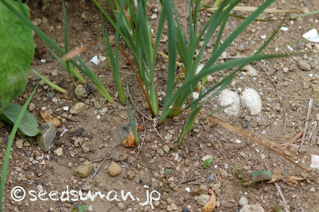 dierama_Snowbells_20150602