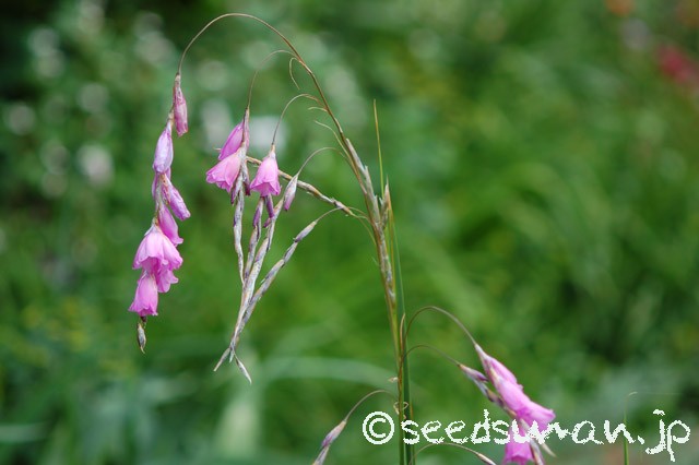 dierama_dracomontanum_20150611