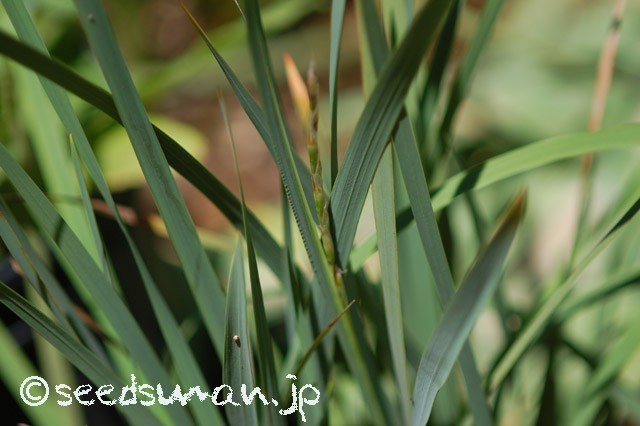 dierama_igneum_20150604