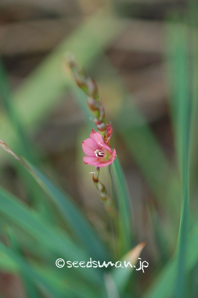 dierama_igneum_20150611