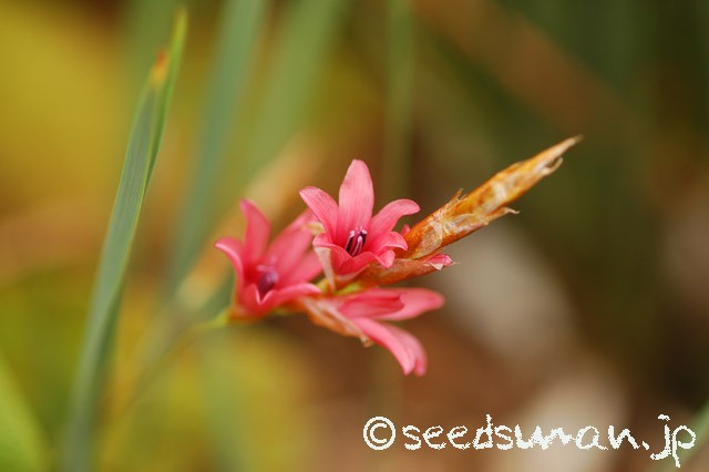 dierama_igneum_20150616_2