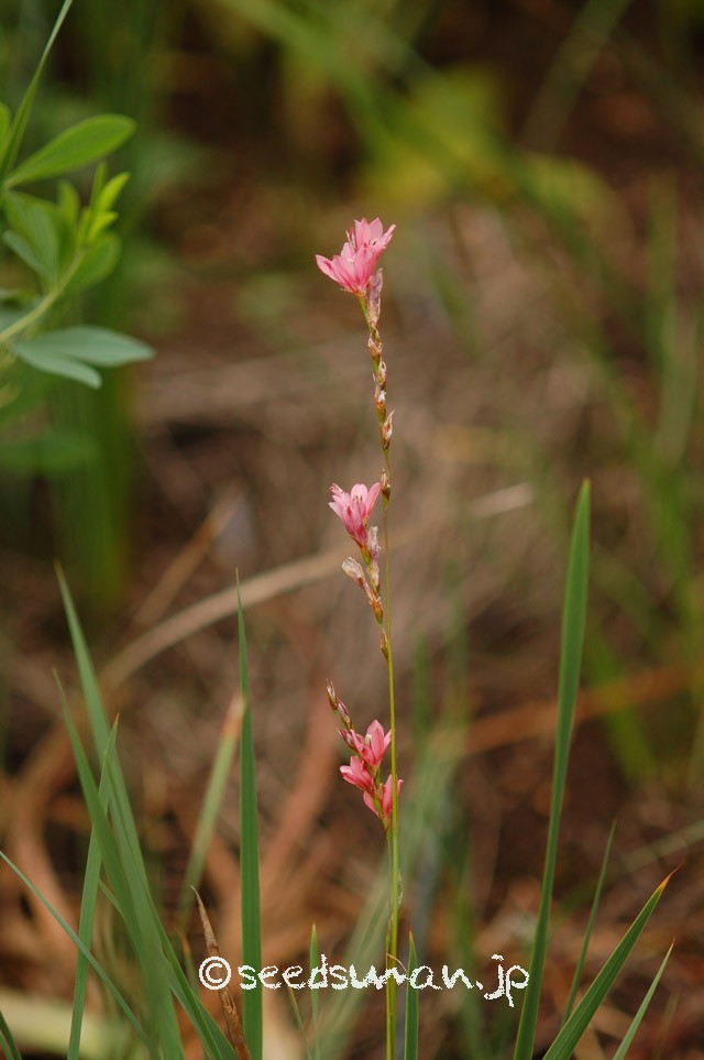 dierama_igneum_20150621