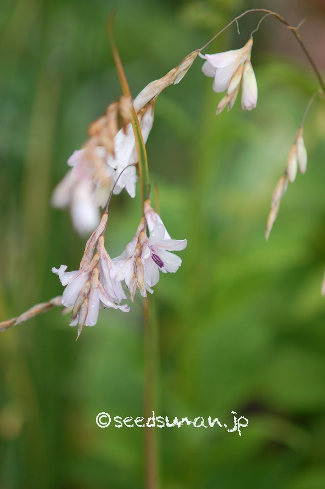 dierama_sp_20150613