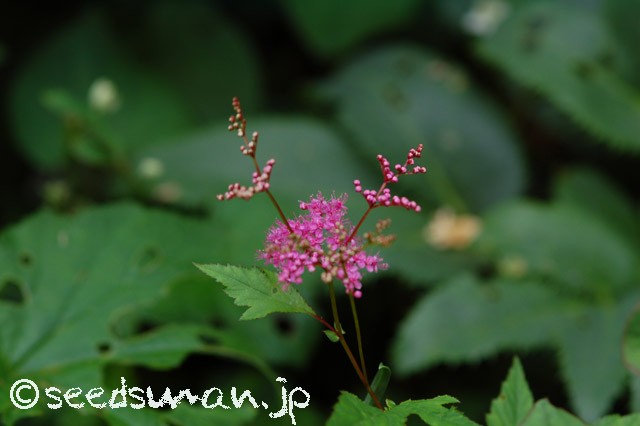 filipendula_purpurea_20150602