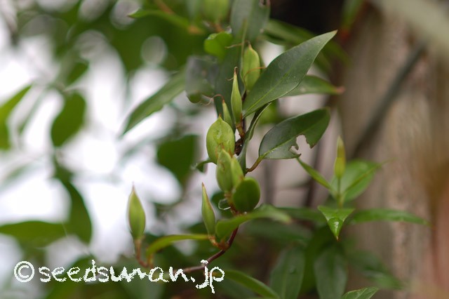 gelsemium_sempervirens_20150613