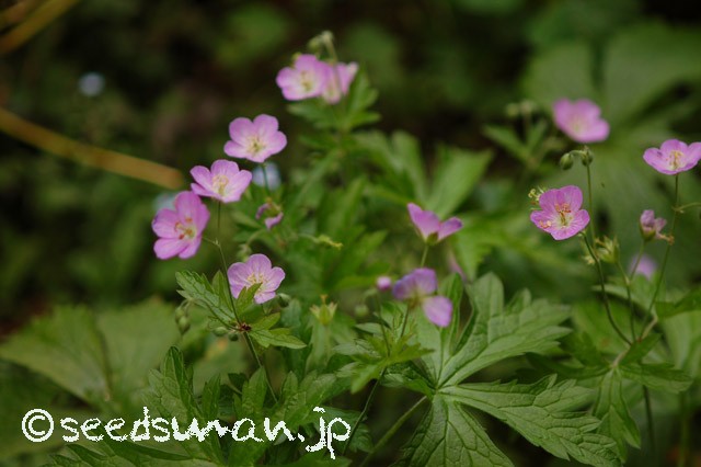 geranium_maculatum_20150618
