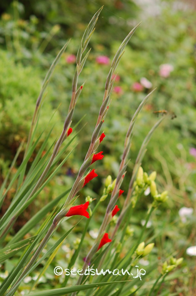 gladiolus_hyb_20150616