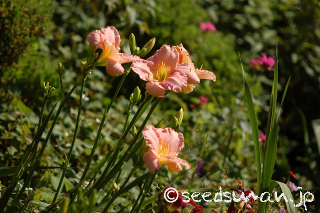 hemerocallis_Dreamworld_20150620