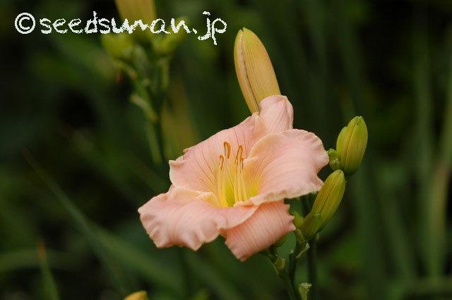 hemerocallis_Dreamworld_20150621