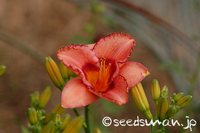 hemerocallis_LadyDancer_20150618