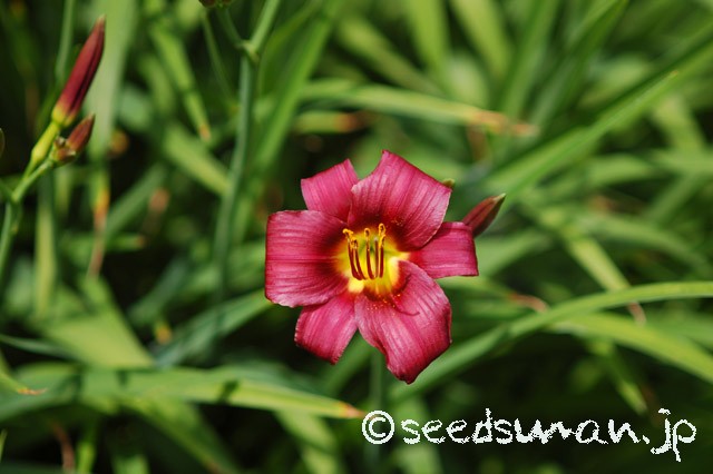 hemerocallis_LittleDandy_20150611
