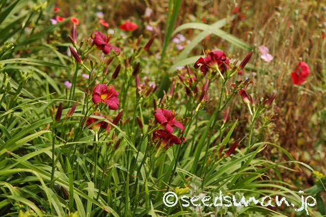hemerocallis_LittleDandy_20150613