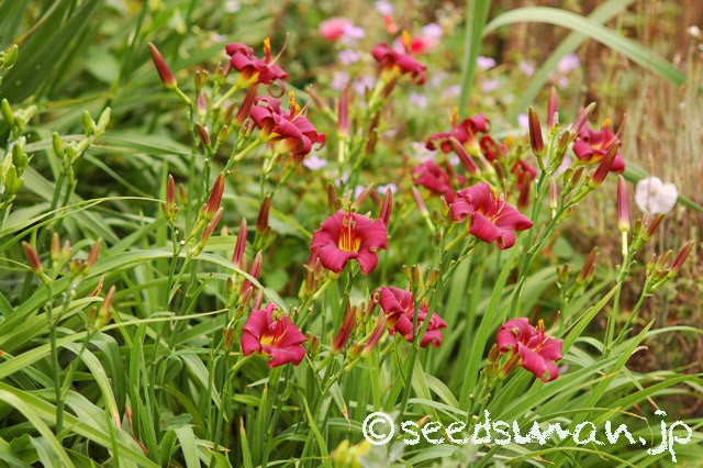 hemerocallis_LittleDandy_20150616
