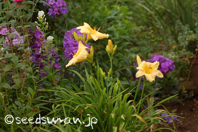 hemerocallis_LongFeelsBeauty_20150621