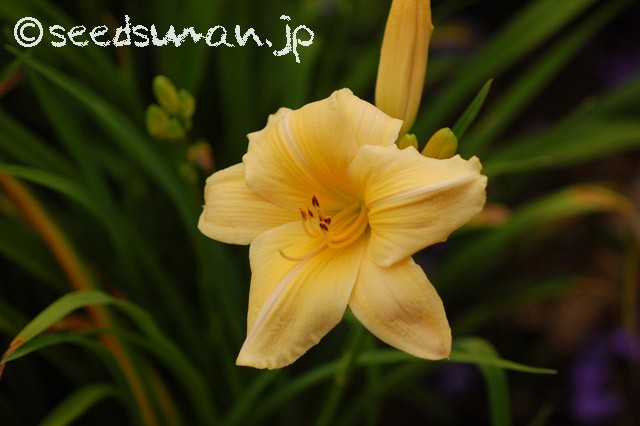 hemerocallis_LongFeelsBeauty_20150621_2