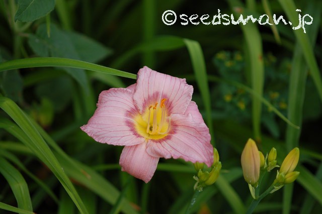 hemerocallis_NuminousMoments_20150620