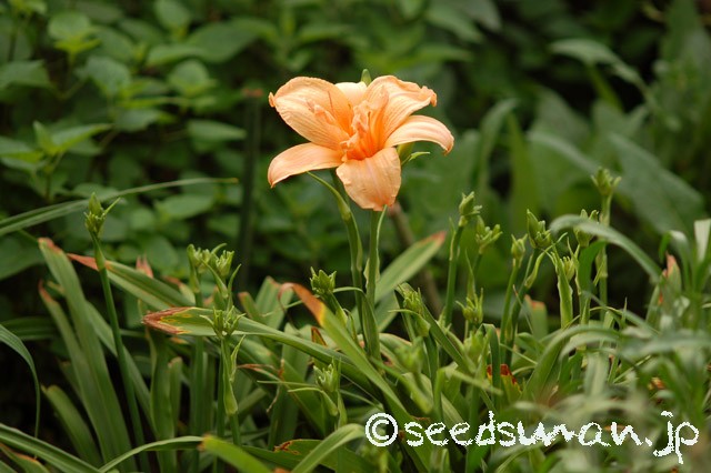 hemerocallis_SiloamDoubleClassic_20150614