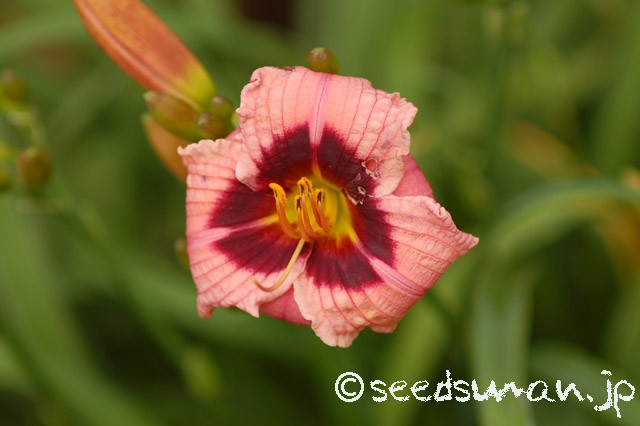 hemerocallis_SiloamNightRing_20150618