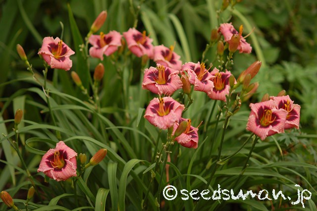 hemerocallis_SiloamNightRing_20150630