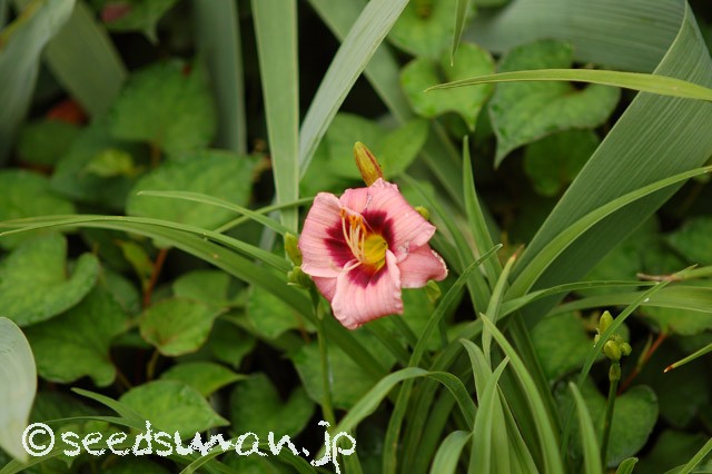 hemerocallis_SiloamTeeTiny_20150621