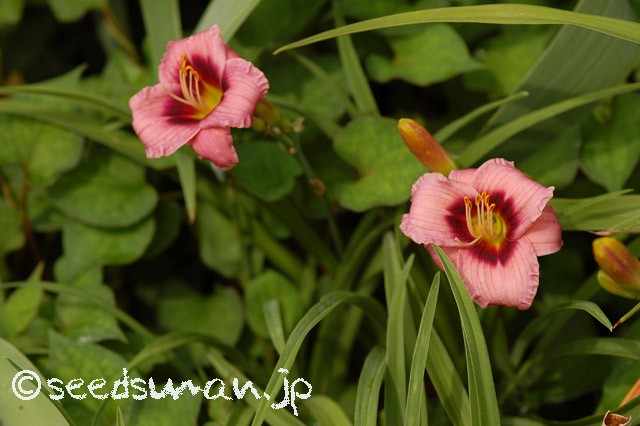 hemerocallis_SiloamTeeTiny_20150630