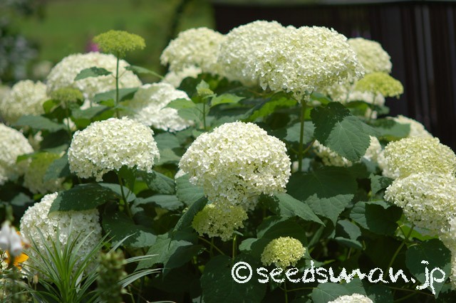 hydrangea_arborescens_Annabelle_20150611